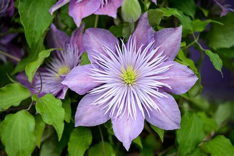 A Guide to Clematis Doc