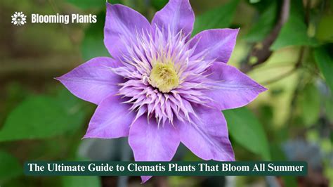 A Guide to Clematis Doc