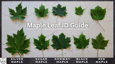 A Guide to Maple Epub