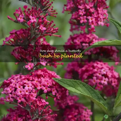 A Guide to Nourishing Your Butterfly Bush for Maximum Beauty