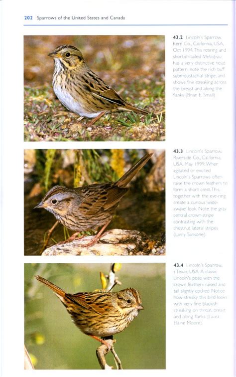 A Guide to the Identification and Natural History of the Sparrows of the United States and Canada PDF