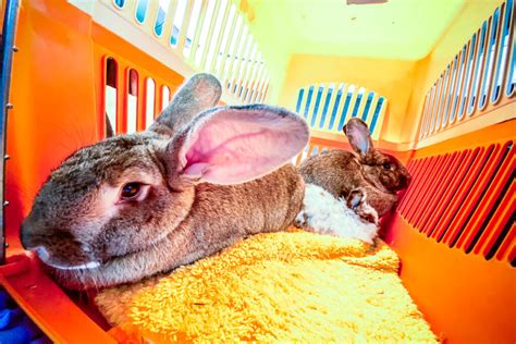 A Haven of Tranquility: Creating the Ultimate Bunny Hideout