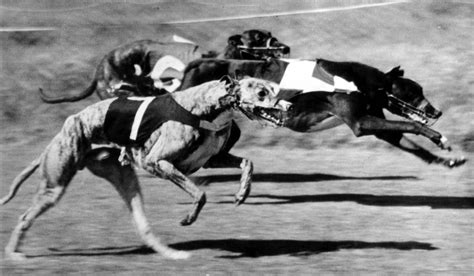 A History of Dog Racing in the Spotlight