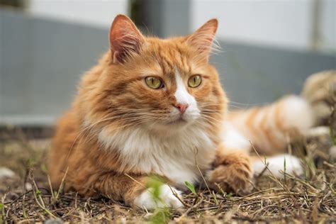 A History of Orange Tabbies