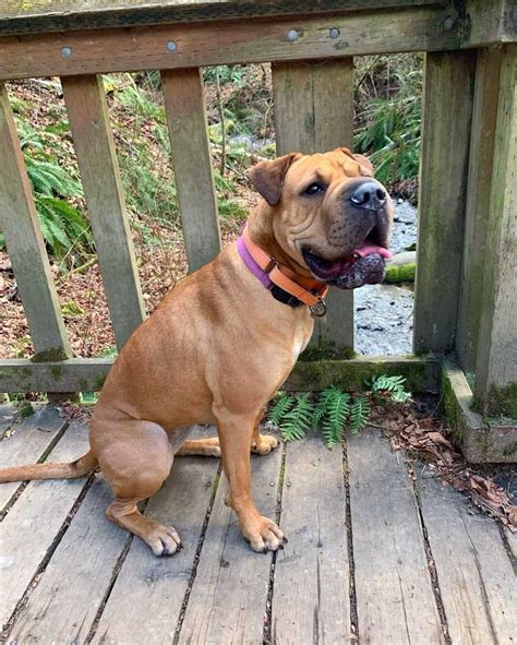 A History of the Boxer Shar Pei Mix