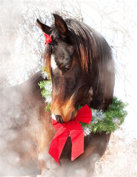 A Horse for Christmas Reader