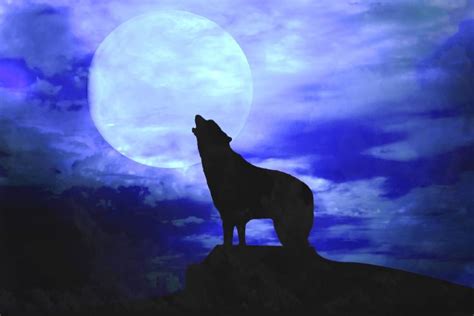 A Howl in the Night Epub