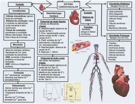 A Importância da Fisiologia Humana