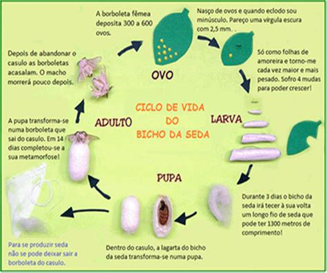 A Incrível Jornada do Bicho da Seda: Uma História de Transformação, Sustentabilidade e Inspiração