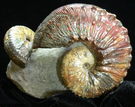 A Journey Through Time: Exploring the Wonders of Ammonites