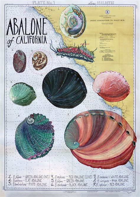 A Journey Through Time: The History of Abalone