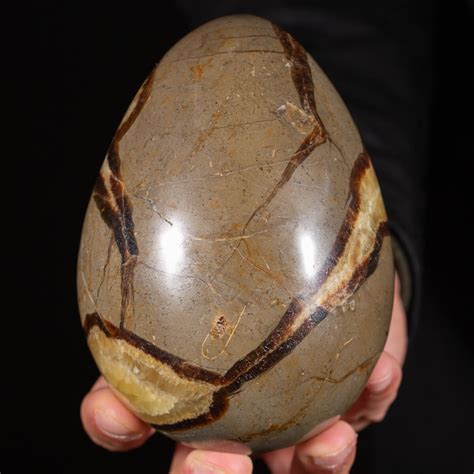 A Journey into the Formation of the Septarian Egg