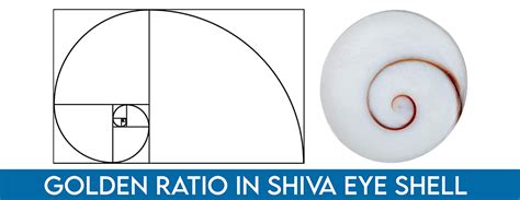 A Journey into the Origin and Composition of Shiva Eye Shells