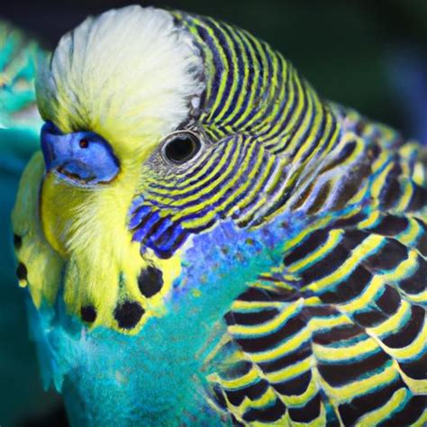 A Kaleidoscope of Colors: Unveiling the Vibrant World of Budgie Plumage