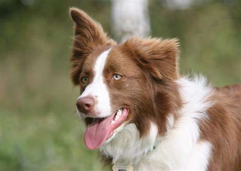 A Legacy of Intelligence: The Border Collie's Influence