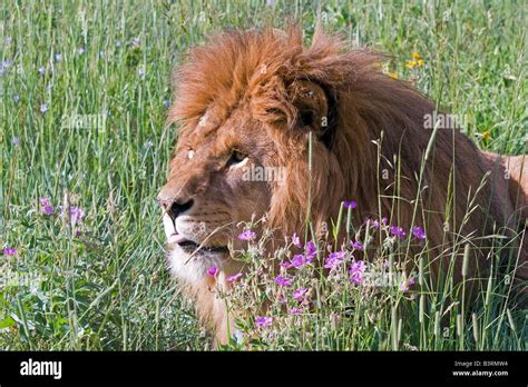 A Lion in the Meadow Doc