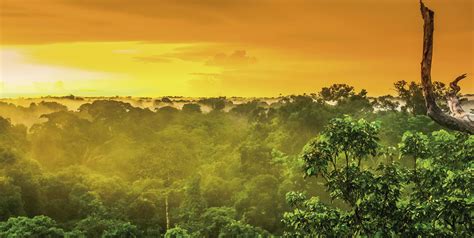 A Magia da Amazônia em Sua Tela