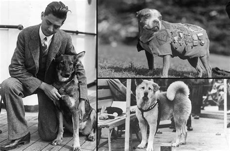 A Man Who Feeds 1,000 Dogs: The Inspiring Story of a Canine Caretaker