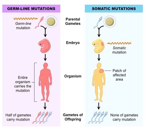 A Mutation May Be Passed Along to Human Offspring: Responses