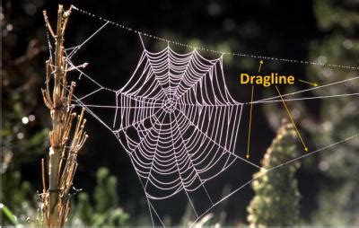 A Natural Wonder: The Discovery of Dragline Silk