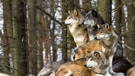 A Pack of Wolves Epub