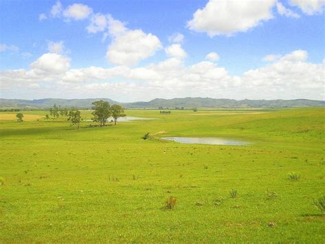 A Pampa 2: Um Guia Abrangente para Cultivar a Pampa de Alta Qualidade