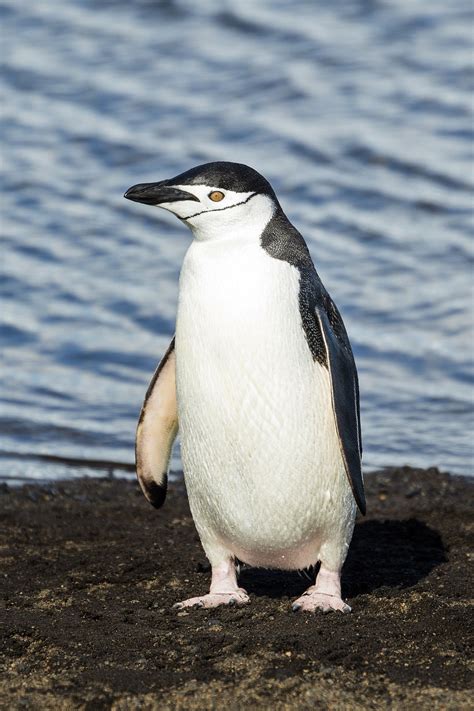 A Penguin&am Reader