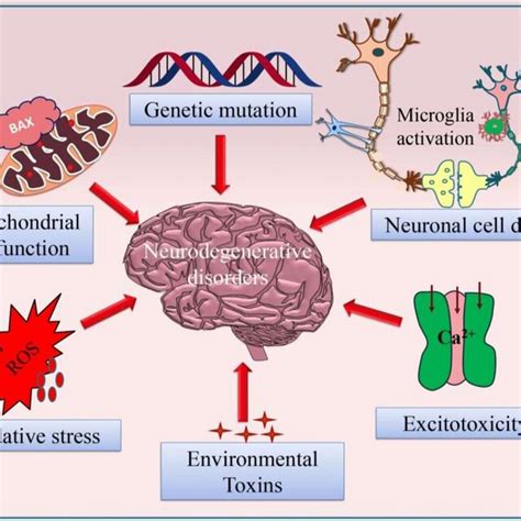 A Pioneer in Neurocircuitry and Neurodegenerative Disorders