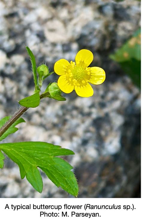 A Profile of Buttercup