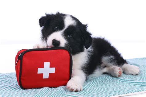 A Pup Above: 100 Dog Emergency FAQs for 2025