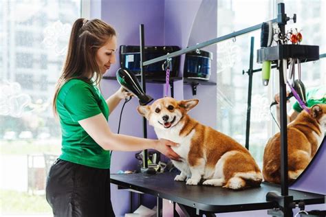 A Pup Above: Your 2025 Guide to Dog Grooming FAQs VS DIY