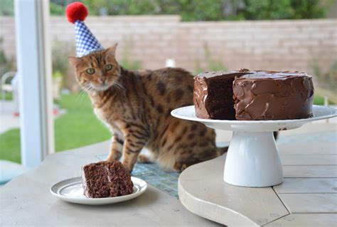 A Purr-fect Birthday: Celebrating Your Cat's Special Day with a Delicious Birthday Cake