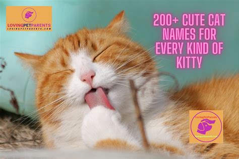 A Purrfect Guide to Famous Cat Names: Honoring Our Feline Friends