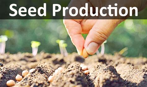 A Revolution in Seed Production