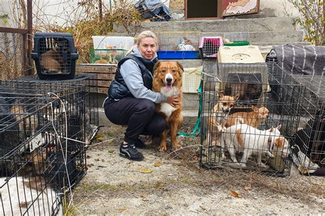 A Safe Haven for Lost and Abandoned Animals