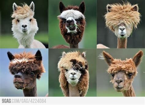 A Shear Delight: The Rise of Llama Haircuts