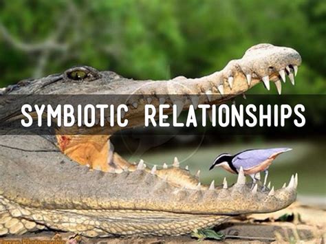 A Symbiotic Relationship