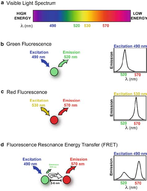 A Symphony of Fluorescence