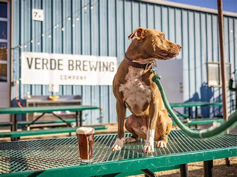 A Tail-Wagging Guide to Brewery Dog Friendliness