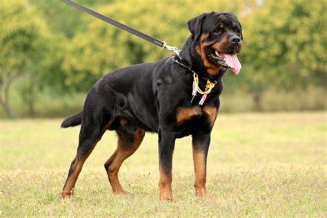 A Tailored Fit for Your Mighty Rottweiler