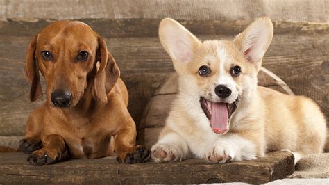 A Tale of Two Breeds: Corgis and Dachshunds