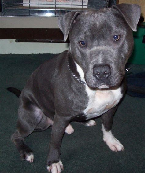 A Timeless History: The Origins of the Blue Staffordshire Bull Terrier