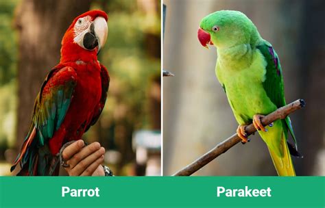 A Vital Discussion: Exotic Home Decor vs. Parrot Safety