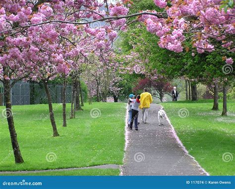 A Walk in the Springtime: Where Flowers Bloom and Love Blossoms