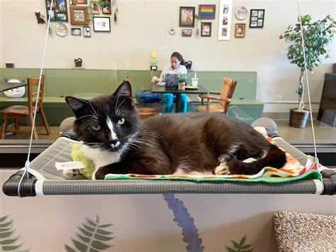 A Warm Welcome to Black Forest Cat Cafes