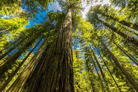 A Whispering Gallery of Gigantic Redwoods: