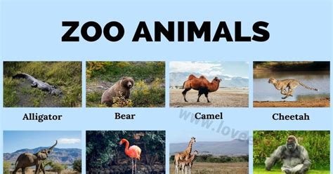 A Zooful of Animals Kindle Editon