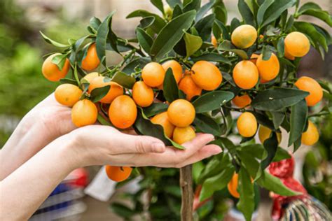 A planta alta como guia para uma vida frutífera