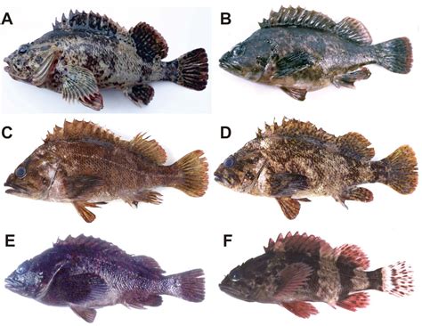A systematic review of the scorpionfishes of the Atlantic Ocean (Pisces: Scorpaenidae) Doc