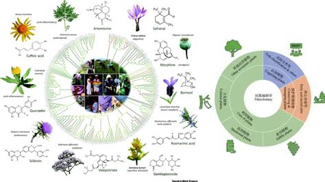 A-Z in Ethnobotany Reader